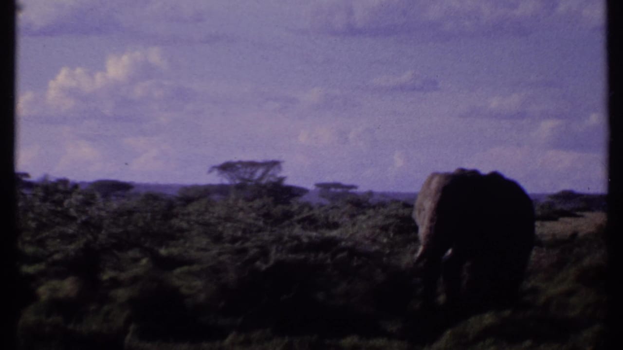 1969 Kenya 8mm frame showing an elephant in partial shadow near shrubs, with acacia-like trees and a cloudy savanna horizon behind it.