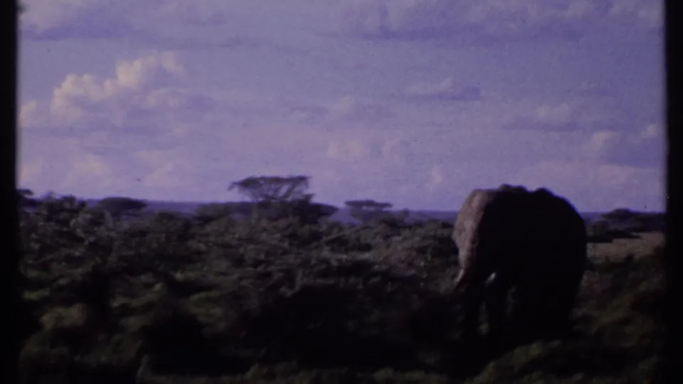 1969 Kenya 8mm frame showing an elephant in partial shadow near shrubs, with acacia-like trees and a cloudy savanna horizon behind it.