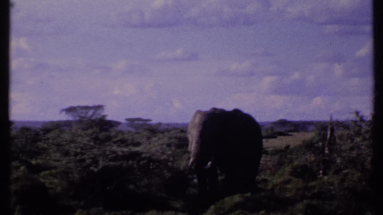1969 Kenya 8mm frame showing an elephant standing in the savanna, surrounded by shrubs with distant acacia-like trees and a cloudy sky.