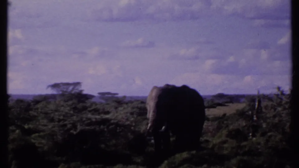 1969 Kenya 8mm frame showing an elephant standing in the savanna, surrounded by shrubs with distant acacia-like trees and a cloudy sky.