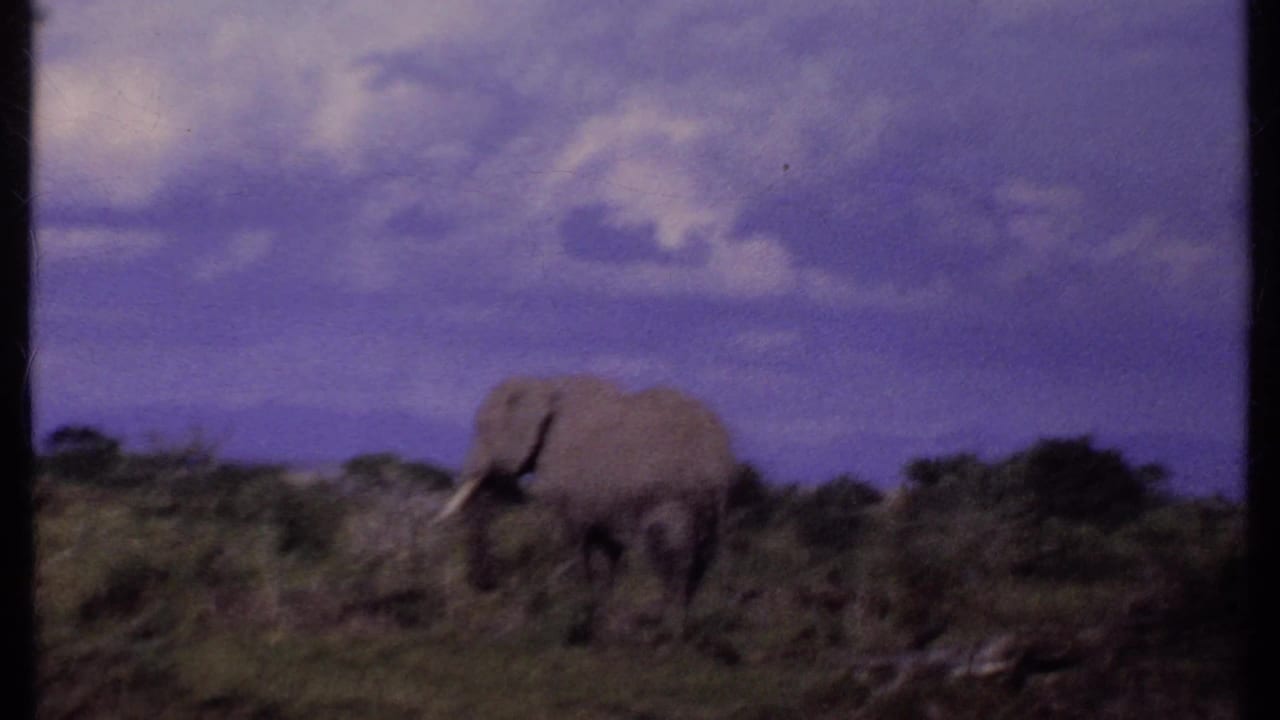 Elephant walking through scrubland beneath a purple-blue cloudy sky.