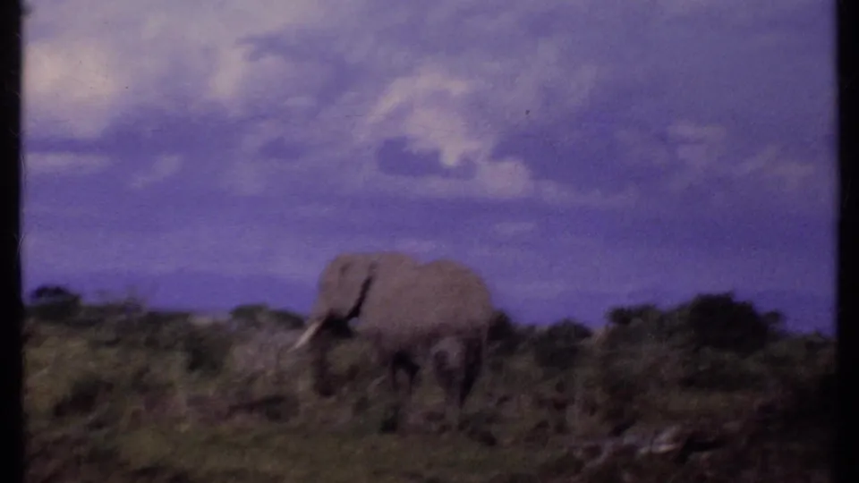1969 Kenya 8mm frame showing an elephant moving through low savanna vegetation under a saturated cloudy sky.