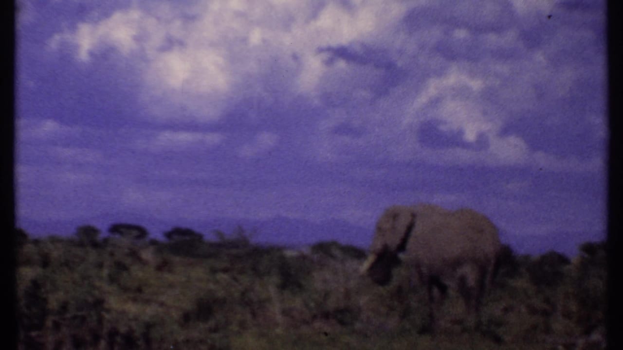 Elephant at right in open scrubland below a dramatic cloudy sky.