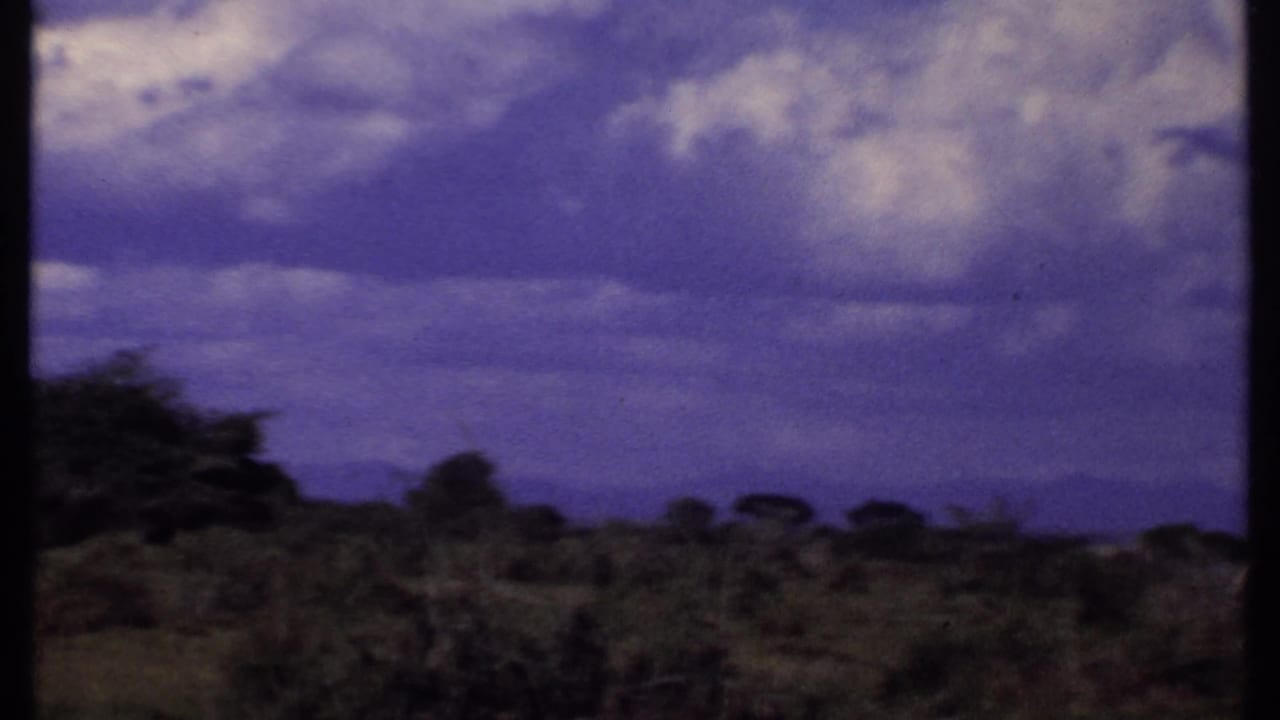 1969 Kenya 8mm frame emphasizing low vegetation, distant trees, and a purple-tinted clouded sky after the elephant moves out of view.