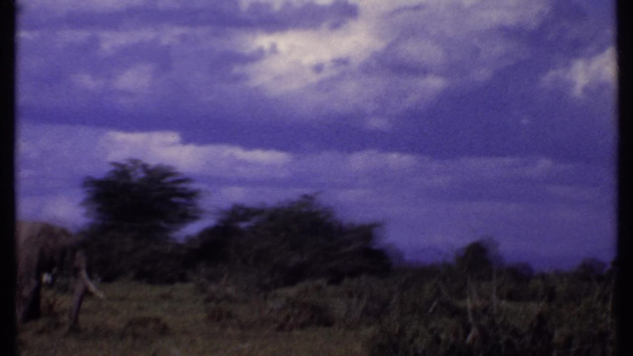 1969 Kenya 8mm frame showing part of an elephant near scrub and trees under a saturated purple-blue overcast sky.