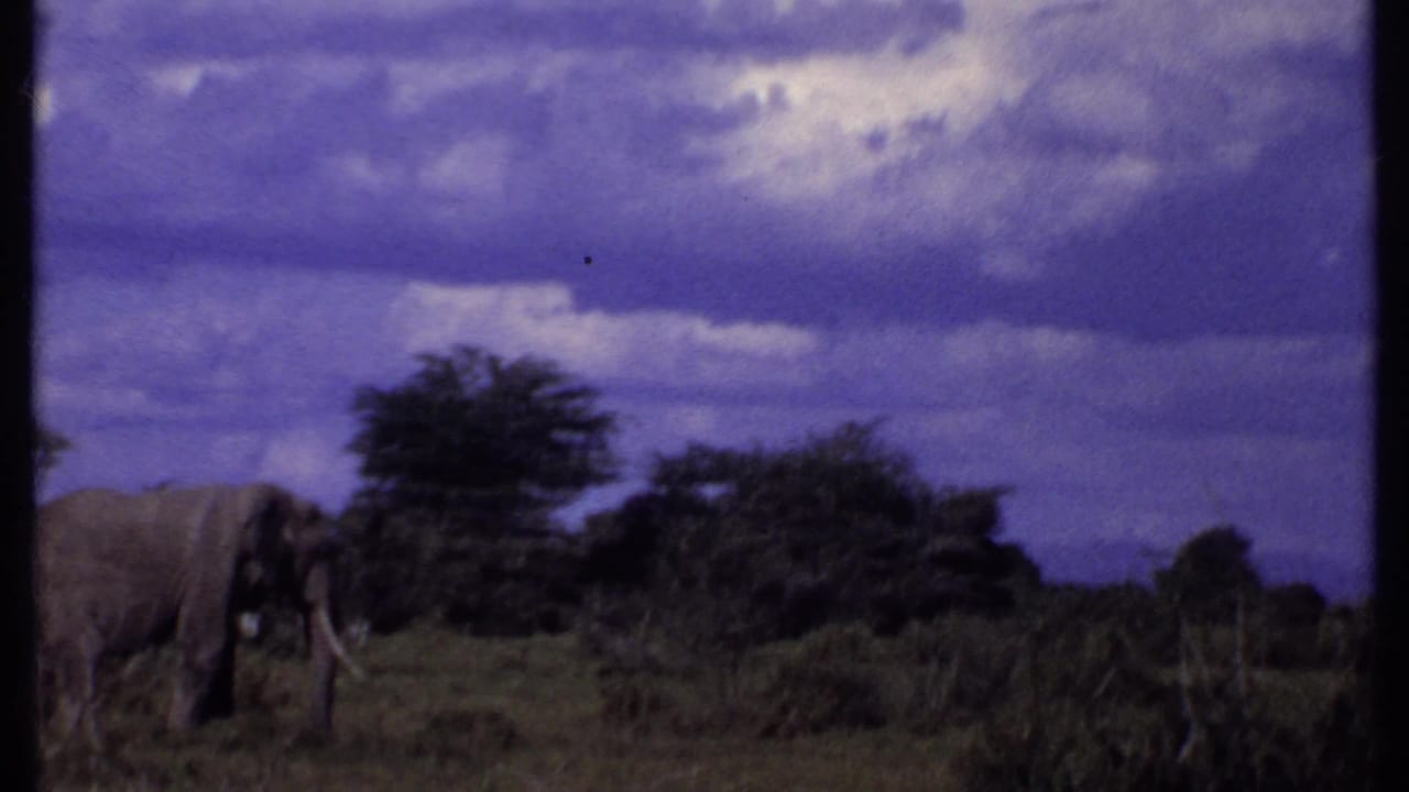 Elephant partly at left in grassy savanna under a cloudy purple-blue sky.