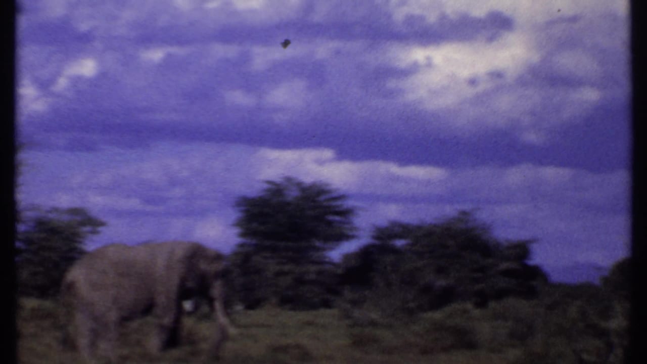 Elephant in open grassland with bushes and a cloudy sky behind it.