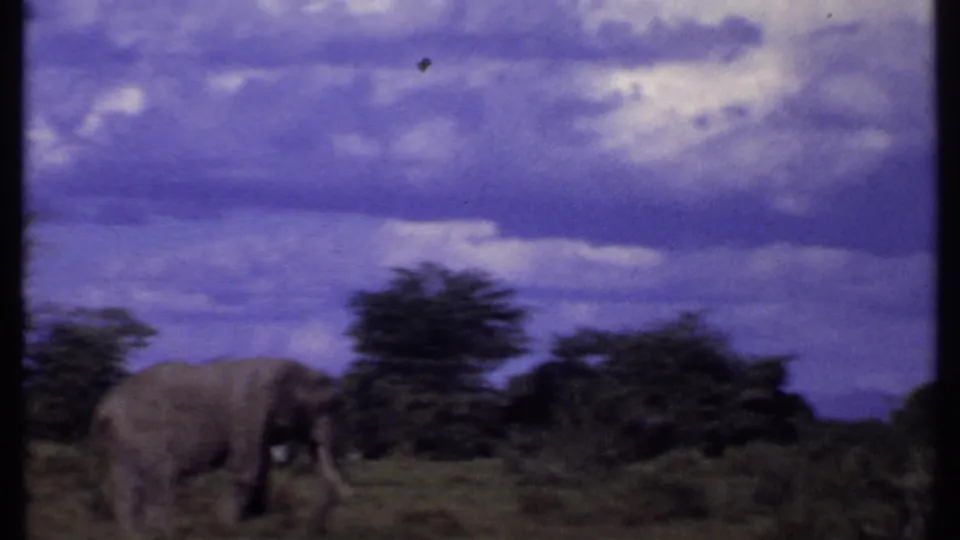 1969 Kenya 8mm frame with an elephant crossing a grassy savanna, backed by shrubs and blue-purple overcast clouds.