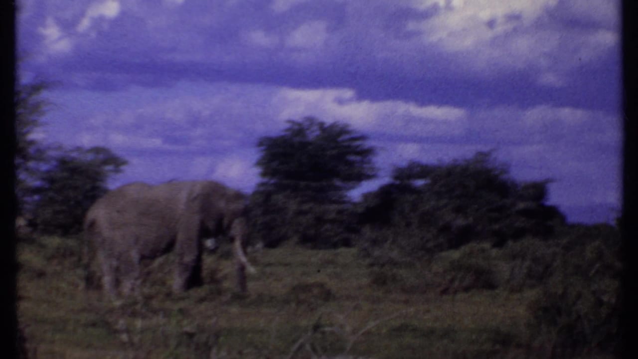 1969 Kenya 8mm frame showing an elephant moving through grassland, with shrubs, trees, and a dramatic clouded sky.