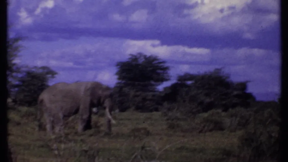 1969 Kenya 8mm frame showing an elephant moving through grassland, with shrubs, trees, and a dramatic clouded sky.