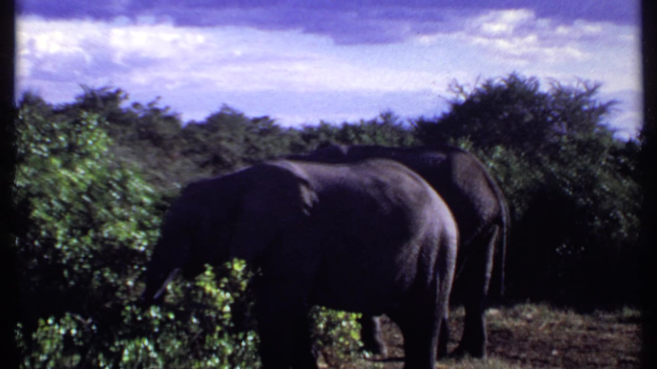 1969 Kenya 8mm frame showing two elephants close to dense savanna brush, with one large elephant prominent in shadow.