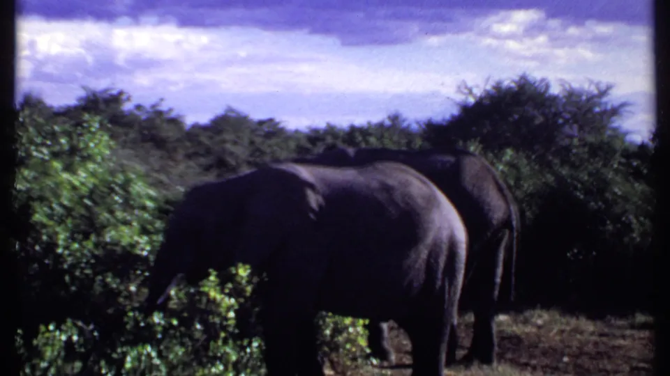 1969 Kenya 8mm frame showing two elephants close to dense savanna brush, with one large elephant prominent in shadow.