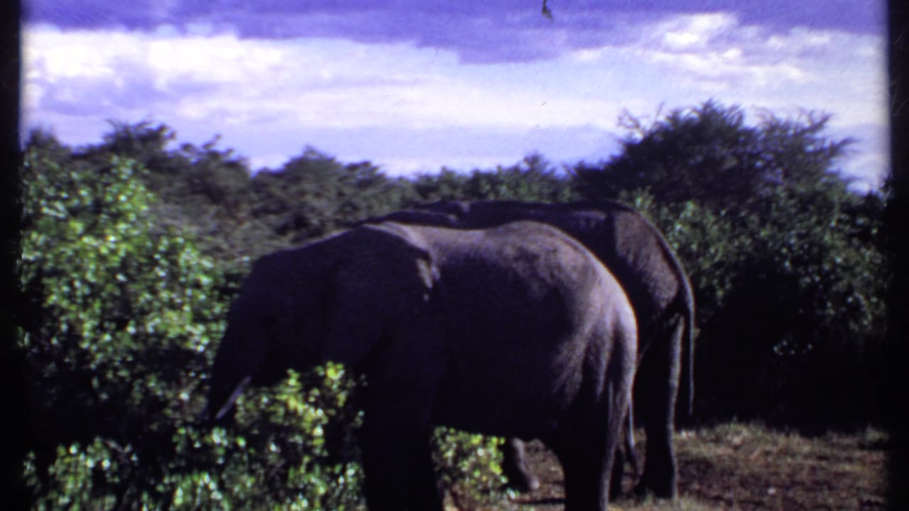 Two elephants graze beside dense green bushes under a cloudy sky.