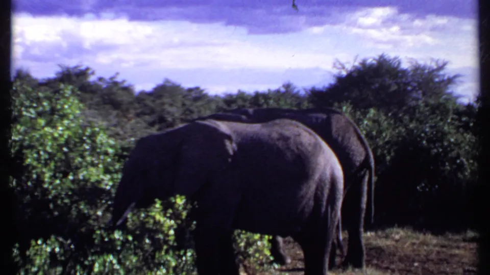 Kenya 1969 home-movie frame showing two elephants partly in silhouette as they feed near thick savanna bushes.