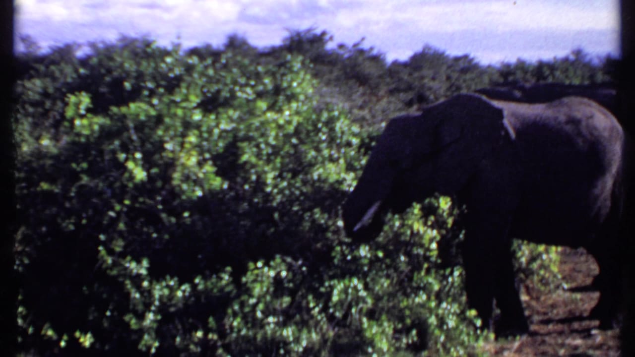 An elephant with tusks stands near leafy bushes beneath a bright sky.