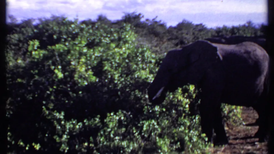 Kenya 1969 frame with a tusked elephant standing beside dense green vegetation in a savanna landscape.