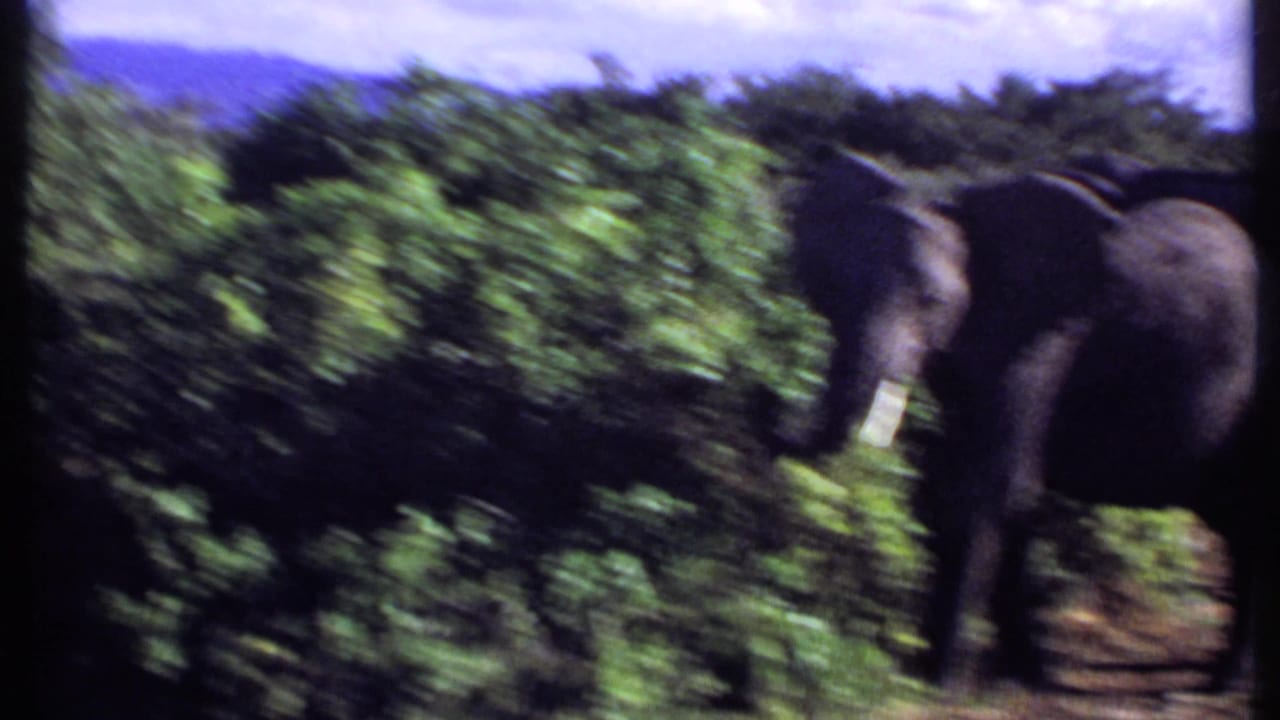 Kenya 1969 home-movie frame showing a blurred elephant moving past green brush, with motion and soft focus visible.