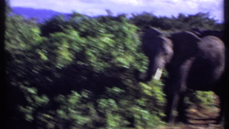 Kenya 1969 home-movie frame showing a blurred elephant moving past green brush, with motion and soft focus visible.