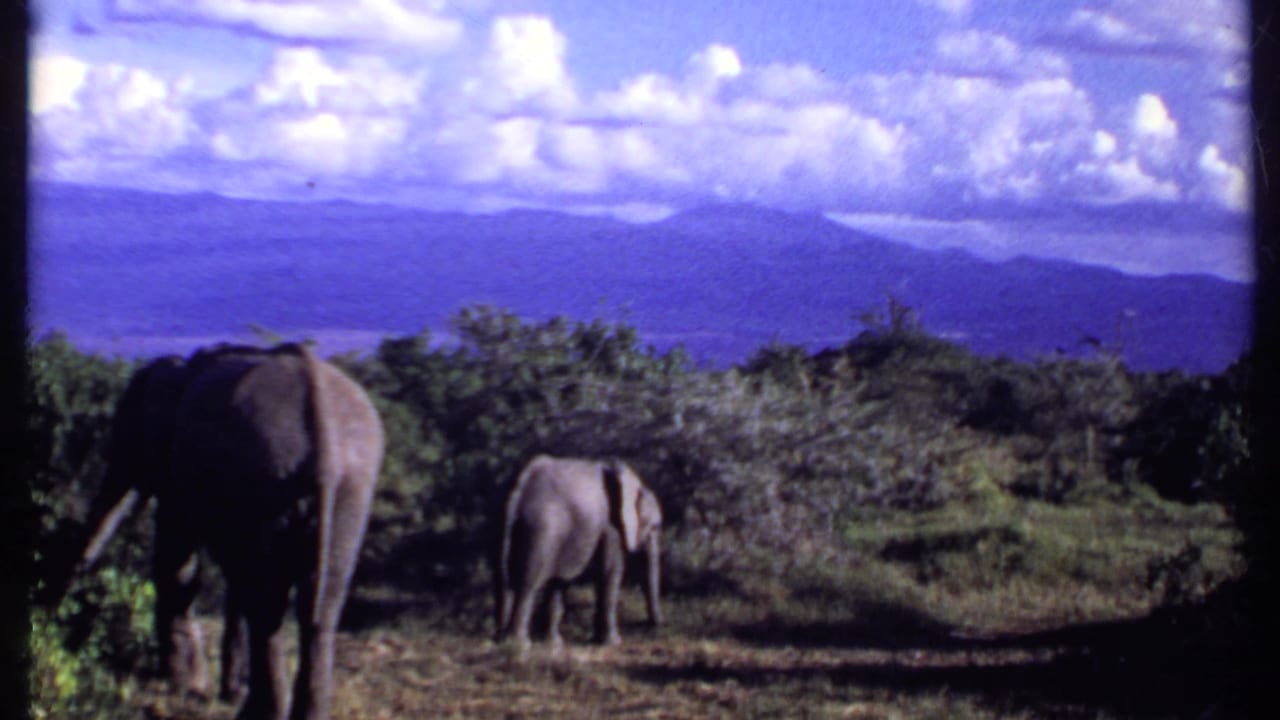 Kenya 1969 frame showing two elephants grazing in a savanna clearing with distant hills and a clouded sky beyond.