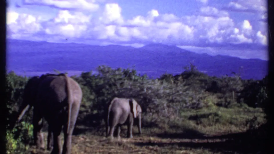 Kenya 1969 frame showing two elephants grazing in a savanna clearing with distant hills and a clouded sky beyond.
