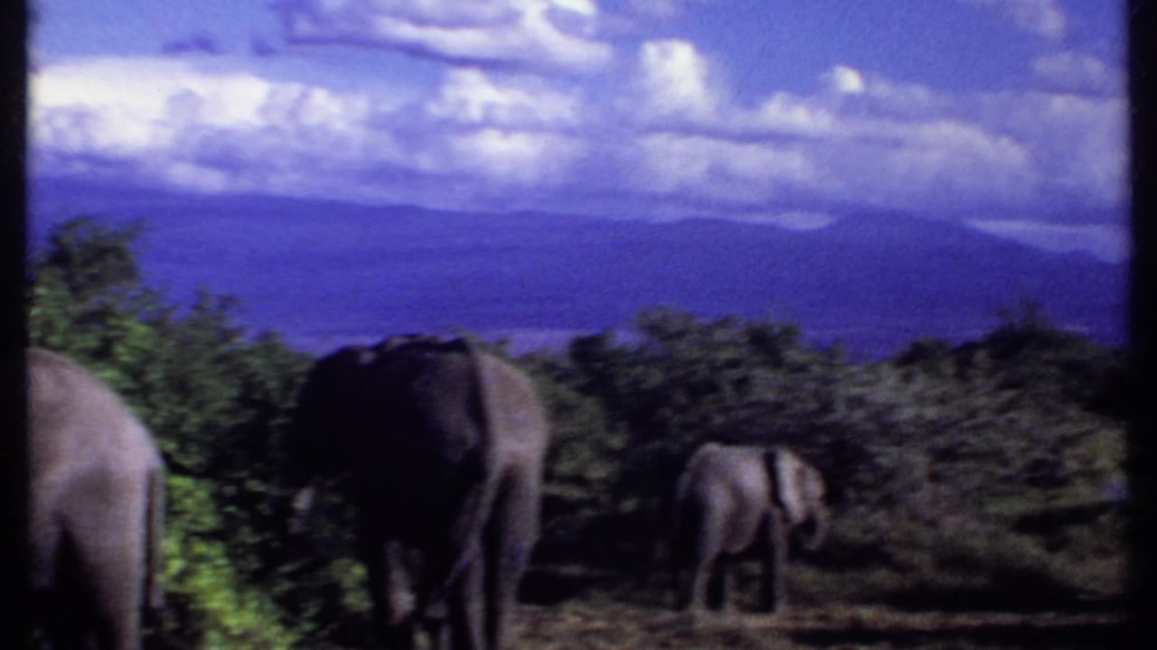 Elephants grazing near shrubs with distant mountains and clouds behind them.