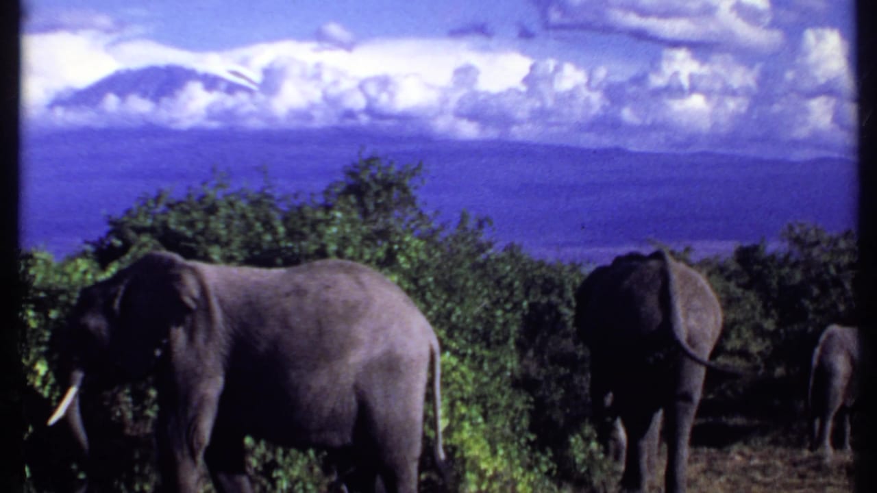 1969 Kenya 8mm frame with elephants clustered in savanna brush, distant hills, and high white clouds.