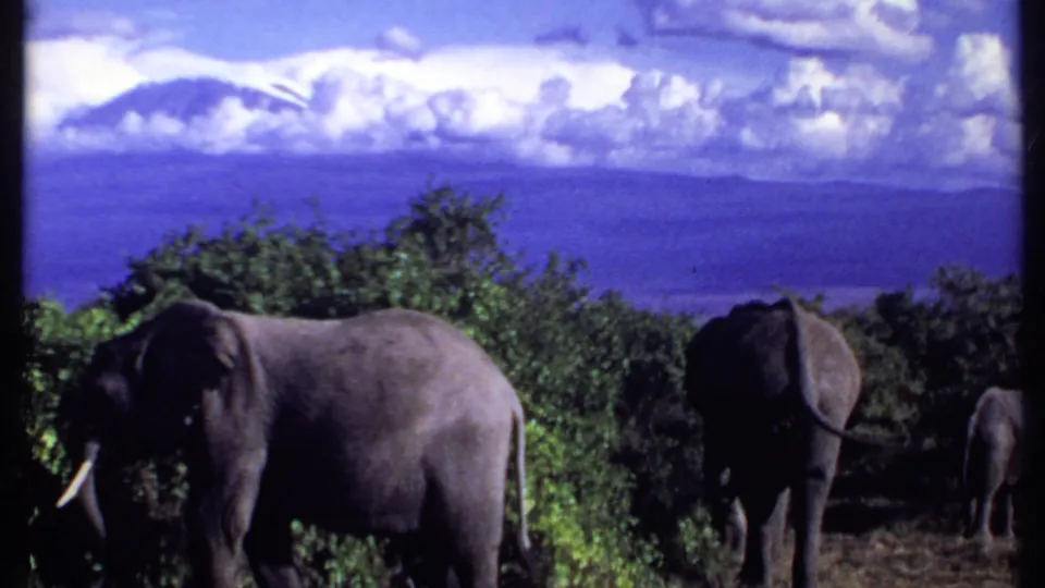 1969 Kenya 8mm frame with elephants clustered in savanna brush, distant hills, and high white clouds.