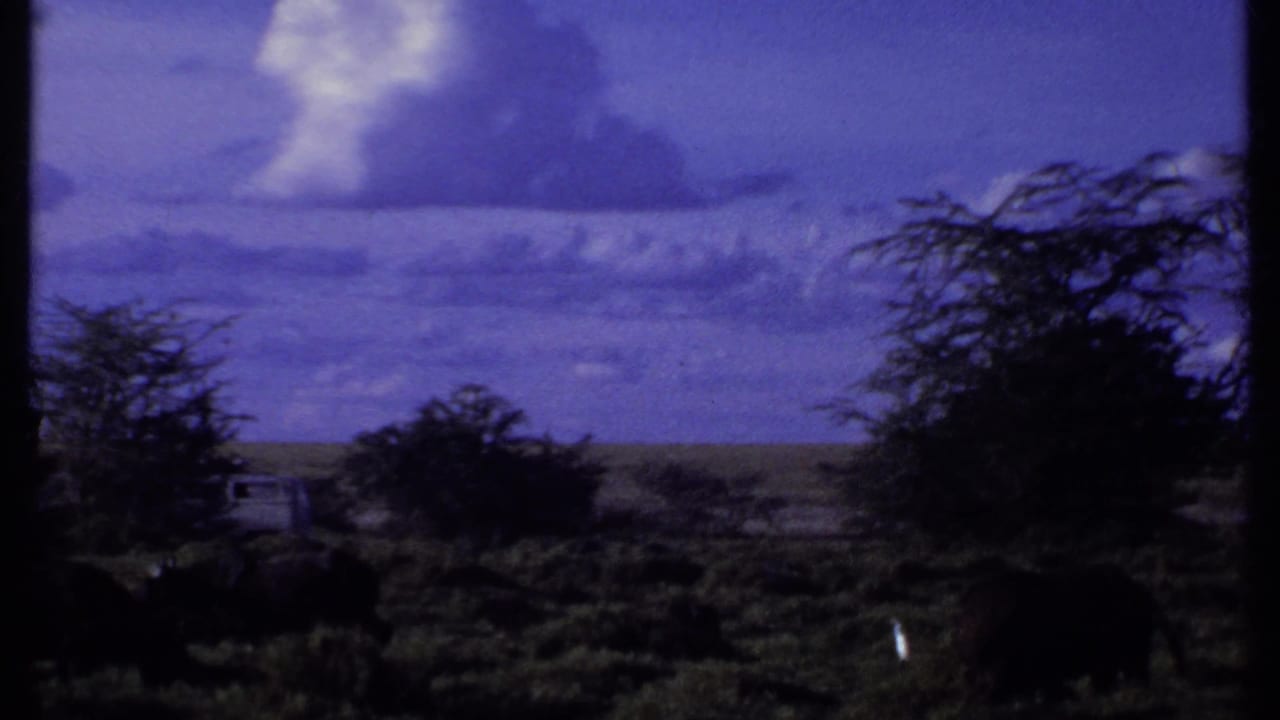 Buffalo graze among low shrubs beneath a purple sky and large clouds.