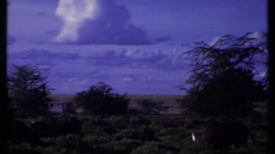 1969 Kenya 8mm frame showing buffalo grazing in scrubby savanna beneath a deep purple sky with cumulus clouds.