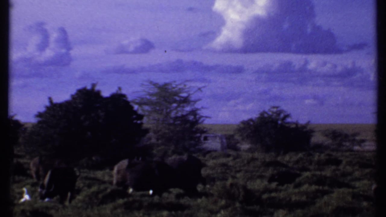 Kenya 1969 home-movie frame with buffalo partly silhouetted in savanna brush below a broad purple cloudscape.