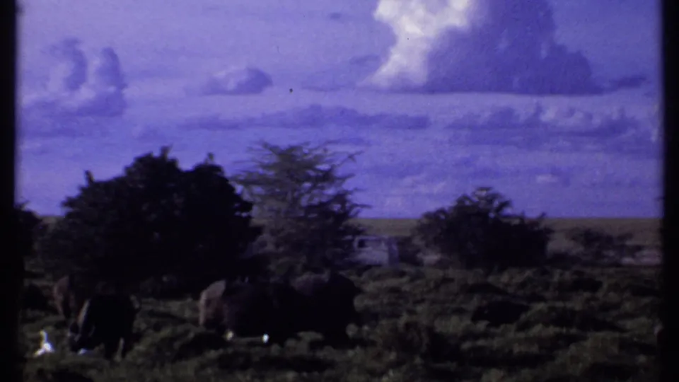 Kenya 1969 home-movie frame with buffalo partly silhouetted in savanna brush below a broad purple cloudscape.