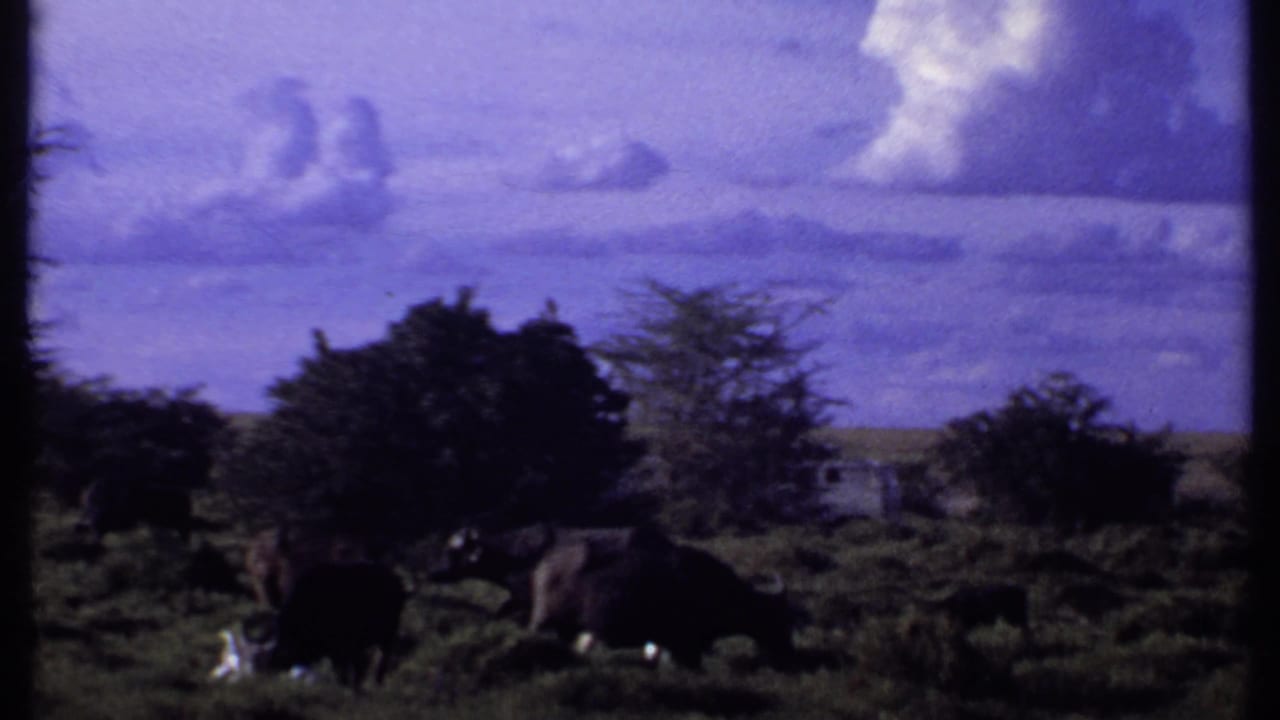 Vintage 8mm view from Kenya showing grazing buffalo in low vegetation, framed by trees and a blue-purple sky.