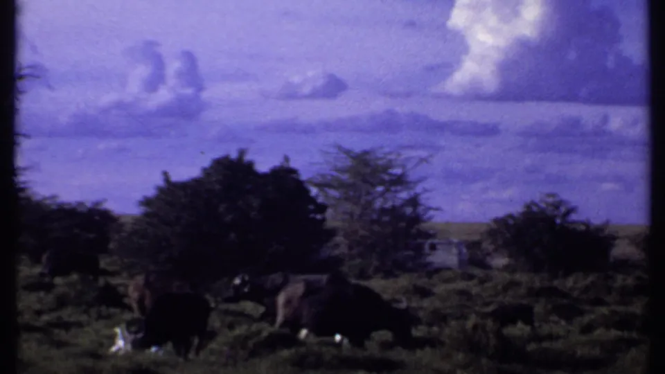 Vintage 8mm view from Kenya showing grazing buffalo in low vegetation, framed by trees and a blue-purple sky.