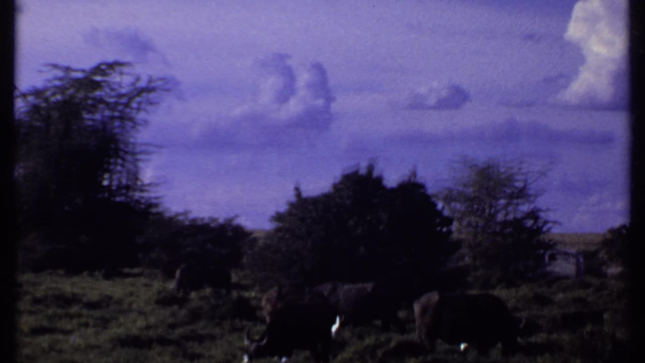 1969 Kenya 8mm frame with buffalo in shadowed grass and shrubs under a saturated purple-blue clouded sky.