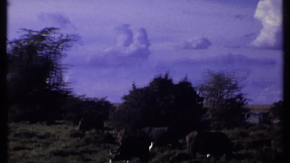 1969 Kenya 8mm frame with buffalo in shadowed grass and shrubs under a saturated purple-blue clouded sky.