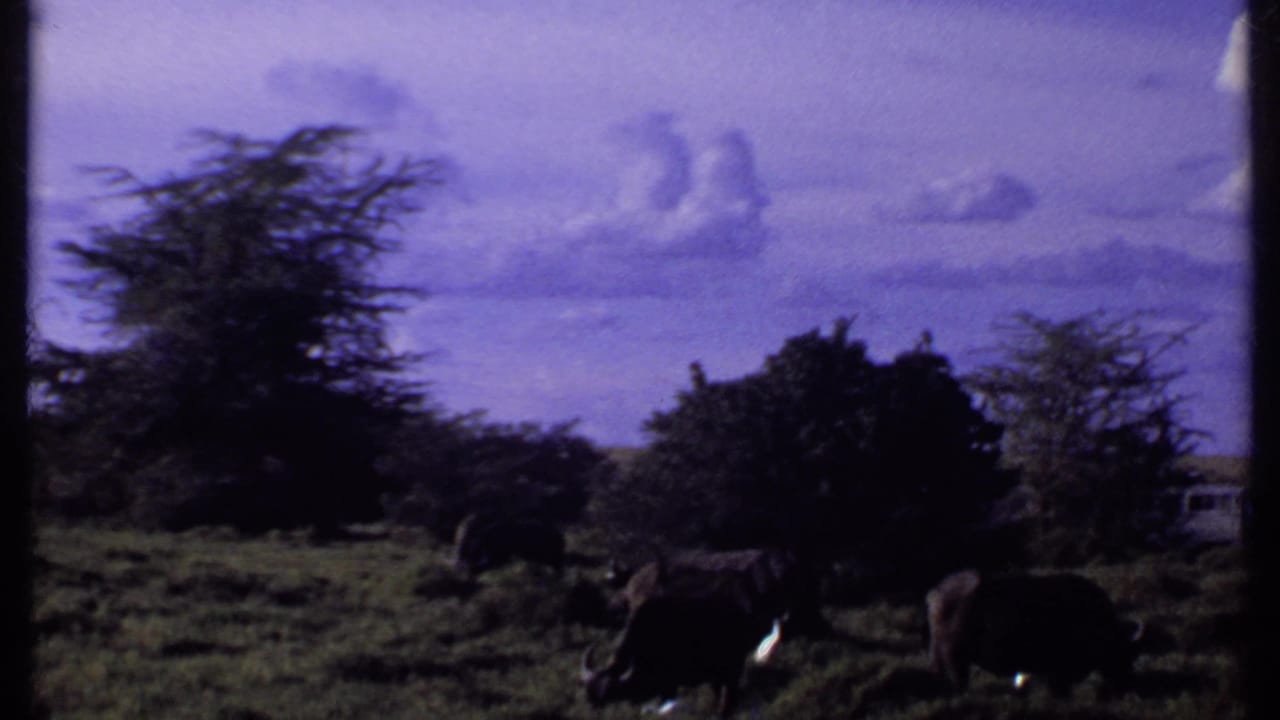 Elephants grazing in tall grass beneath a purple-blue sky and scattered trees.