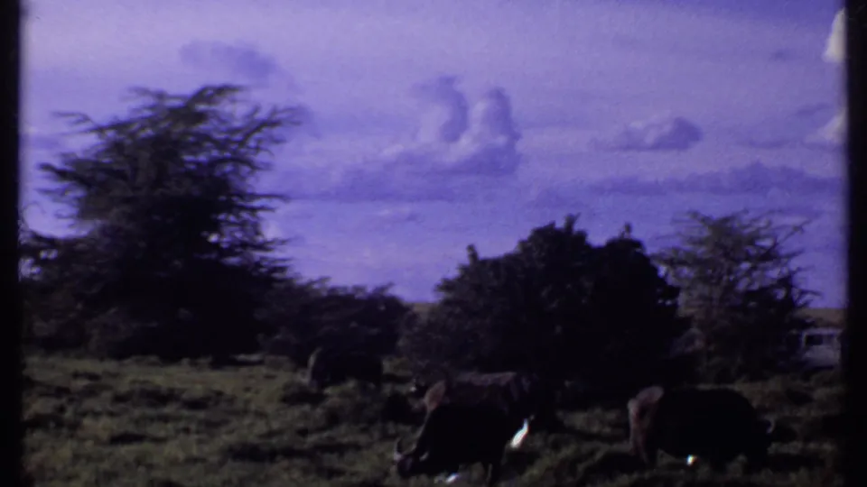 1969 Kenya 8mm frame showing distant elephants grazing among grass and acacia-like trees under a clouded sky.
