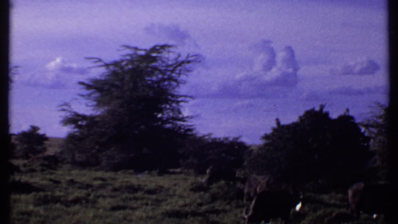 Elephants spread across a grassy savanna with trees silhouetted against the sky.