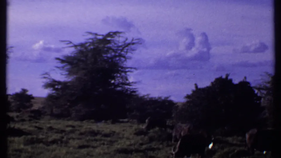 1969 Kenya home-movie frame with elephants grazing at mid-distance among dark trees and scrubland.