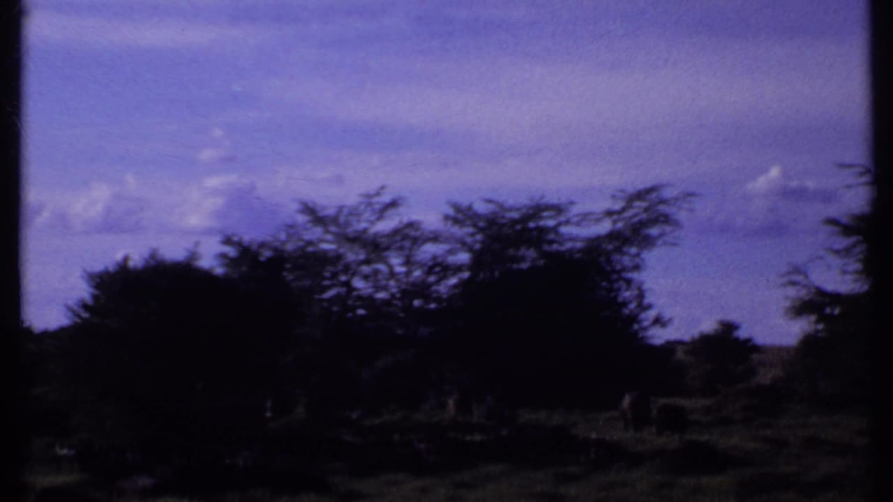 1969 Kenya 8mm frame with shadowed savanna trees, grass, and distant elephants partly obscured near the bottom.