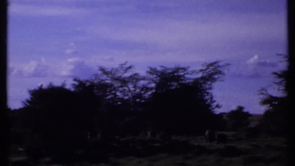 1969 Kenya 8mm frame with shadowed savanna trees, grass, and distant elephants partly obscured near the bottom.