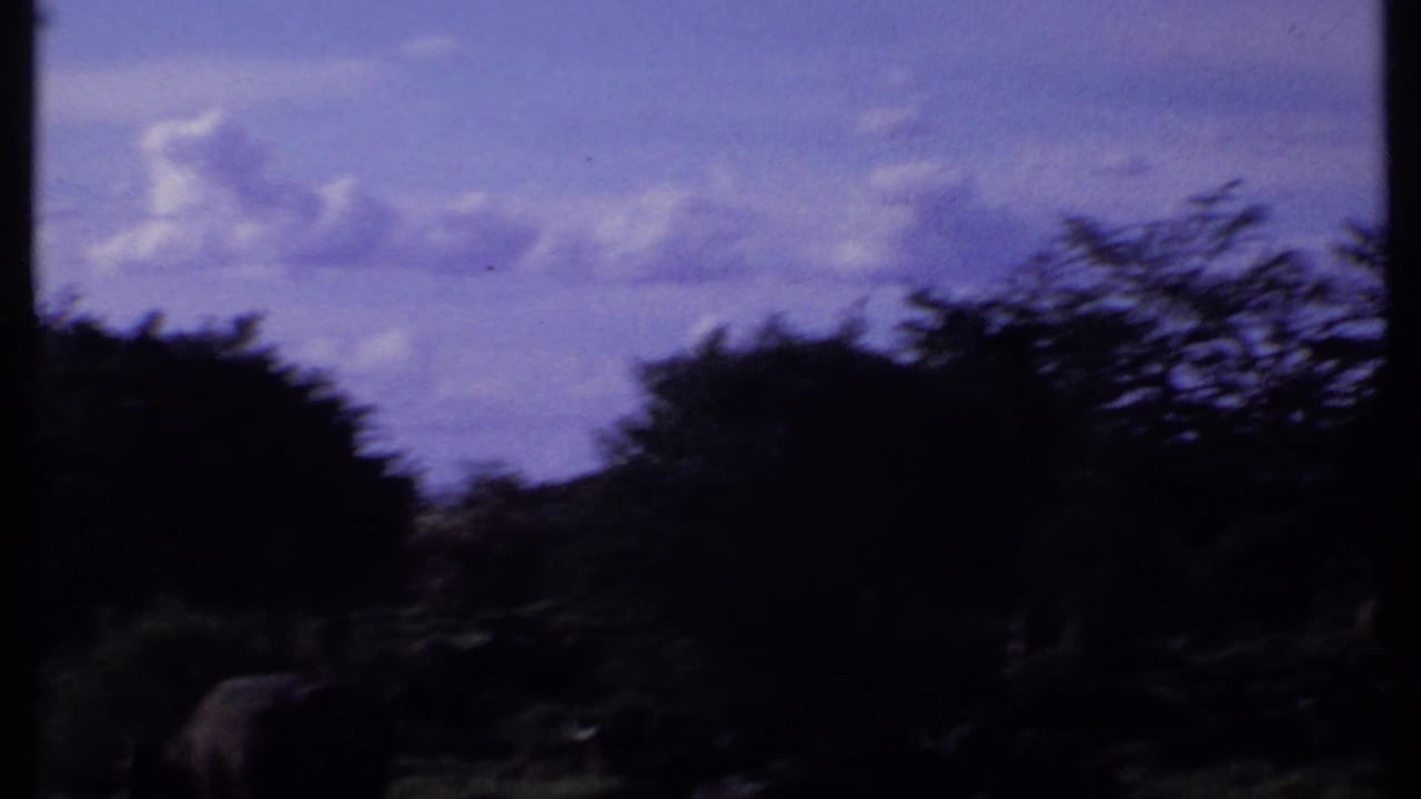 Dark herd animals grazing in a savanna landscape under a purple-tinged cloudy sky.
