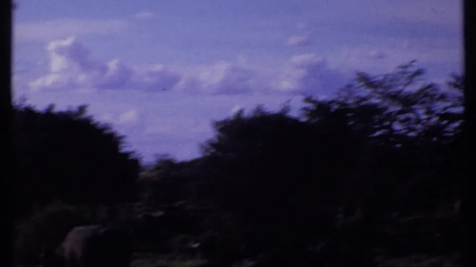 Kenya 1969 8mm frame with silhouetted grazing herd animals, low trees, and a clouded savanna sky.
