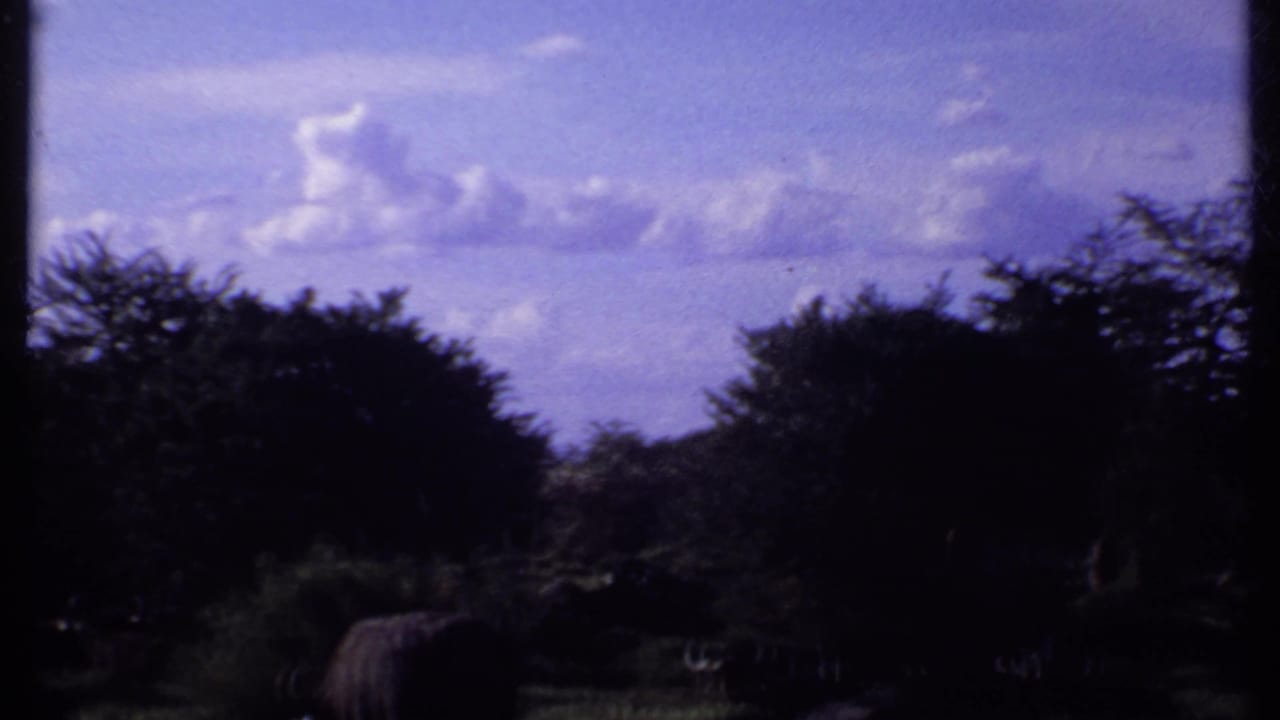 Grazing animals and scrub trees in a dark savanna view beneath scattered clouds.