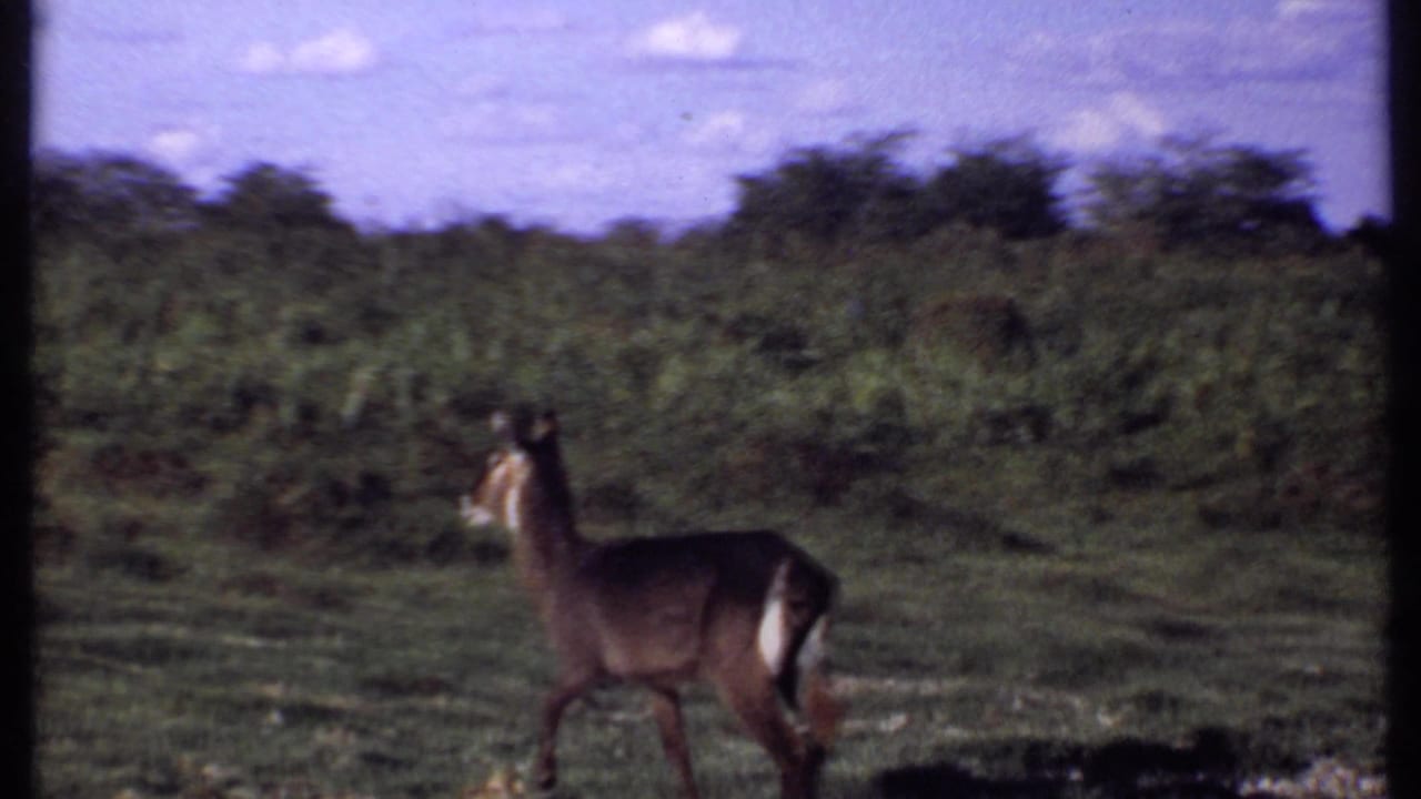 Kenya 1969 8mm frame with an antelope walking in profile across grassy savanna near low shrubs.