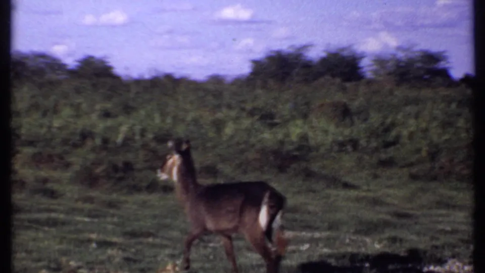 Kenya 1969 8mm frame with an antelope walking in profile across grassy savanna near low shrubs.