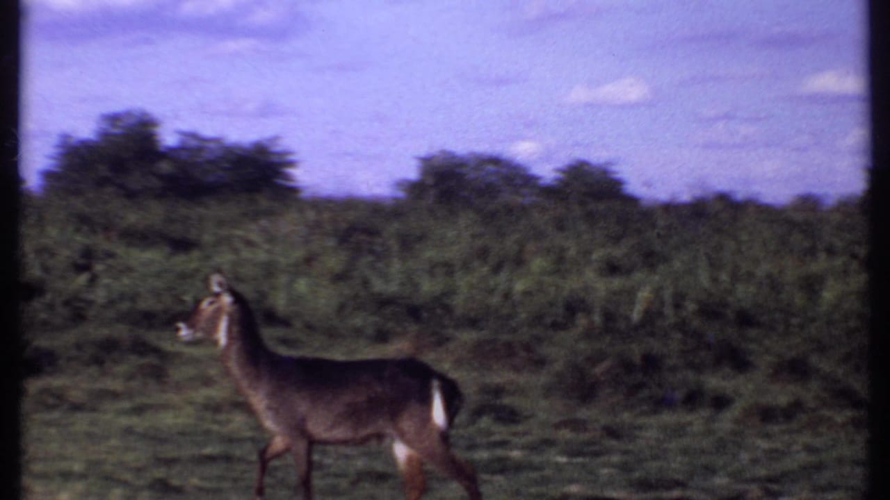 Kenya 1969 8mm frame showing a lone antelope crossing open savanna with shrubs and clouds behind.