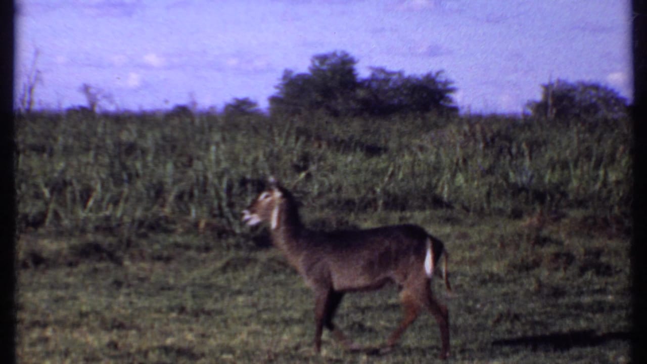 Antelope-like animal standing in profile in a grassy field with shrubs behind it.