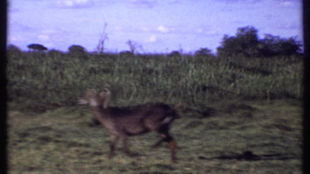 Kenya 1969 8mm frame showing an antelope-like animal walking left to right through a sunlit grassy field.