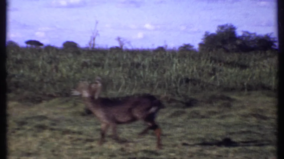 Kenya 1969 8mm frame showing an antelope-like animal walking left to right through a sunlit grassy field.